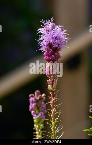 Liatris Spicata Viola - densa stella fiammeggiante Foto Stock