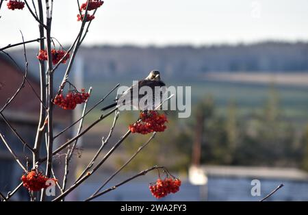 Un uccello migratorio si nutre di un albero rowan. Il piccolo uccello grigio sta mangiando bacche. Foto Stock