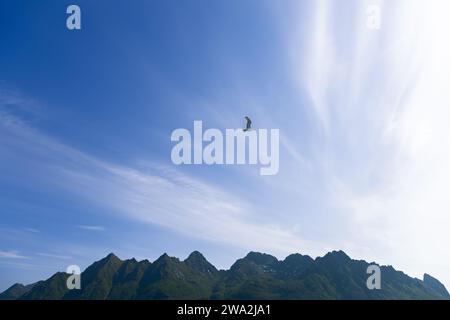 Un gabbiano scivola sotto nuvole ondeggianti sopra una cresta montuosa costiera frastagliata a Lofoten, in Norvegia. Foto Stock