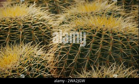 Primo piano del cactus Foto Stock