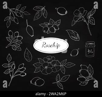 Bacche di rosa disegnate a mano con foglie e fiori di rosa. Illustrazione botanica, contorno bianco isolato su sfondo nero. Illustrazione Vettoriale