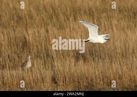 Little Egret vola attraverso la palude salata nella riserva naturale di Pegwell Bay, Kent Foto Stock