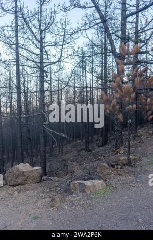 Alberi carbonizzati sull'isola delle Canarie di Tenerife dopo gli incendi boschivi del 2023 Foto Stock