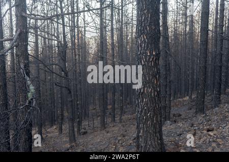 Alberi carbonizzati sull'isola delle Canarie di Tenerife dopo gli incendi boschivi del 2023 Foto Stock