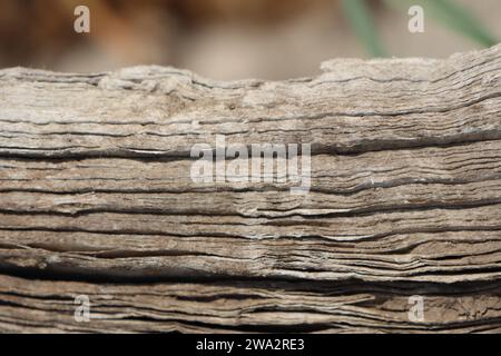 Molti strati di vecchio cartone spesso pressato si trovano sulla strada e sono in condizioni atmosferiche Foto Stock