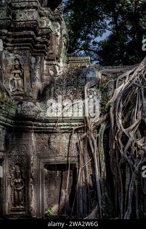 Tempio coperto di Ta Prohm ad Angkor, Siem Reap, Cambogia Foto Stock