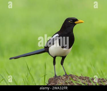 Magpie a becco giallo (Pica nuttalli) Sacramento County California USA Foto Stock