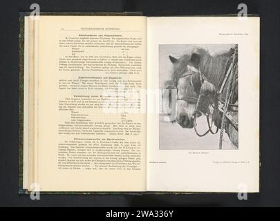 Pony, equipaggiato con bridle e blinker, ecc. Hannon, 1898 - 1899 Stampa fotomeccanica Berlino Editore: Halle an der Saale paper Horse. stallo a testa. blinker Foto Stock