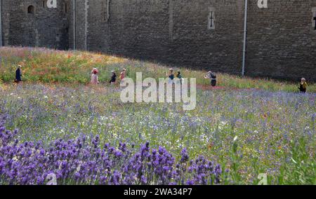 Superbloom nella Torre di Londra giugno 2022 fiori piantati nel fossato con persone che camminano attraverso Foto Stock