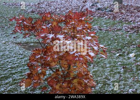 Un albero d'acero giapponese autunnale, con foglie arancioni e rosse, coperto da una leggera spolveratura di neve ad Halloween a Trevor, Wisconsin, USA Foto Stock