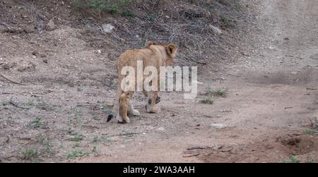 Vari animali selvatici al Kruger National Park - Sud Africa Foto Stock