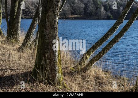 Etang de Lachamp en hiver Foto Stock