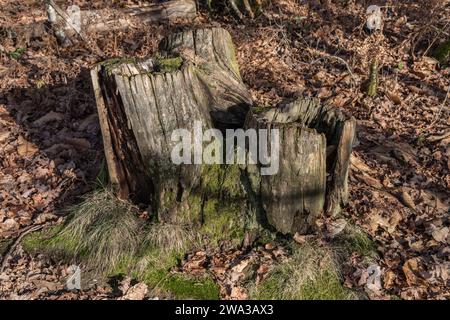 Etang de Lachamp en hiver Foto Stock