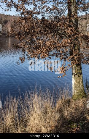 Etang de Lachamp en hiver Foto Stock