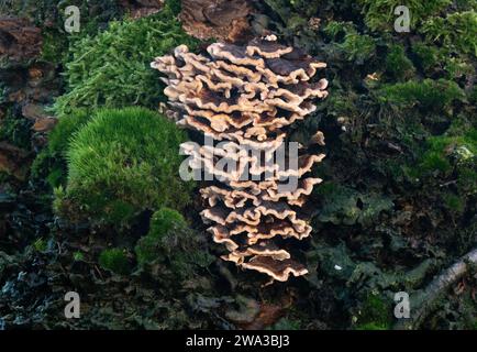 Gruppo di funghi dalla coda di tacchino, circondati da diversi tipi di muschio, che crescono su un ceppo di alberi marciscono Foto Stock