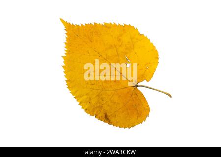 Foglia di tiglio gialla a forma di cuore isolata su bianco. Stagione autunnale di tiglio. Foto Stock