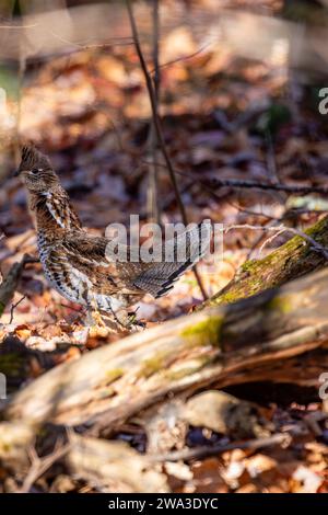 Ruffed Grouse (Bonasa umbellus) con coda orientata verso l'esterno, verticale Foto Stock