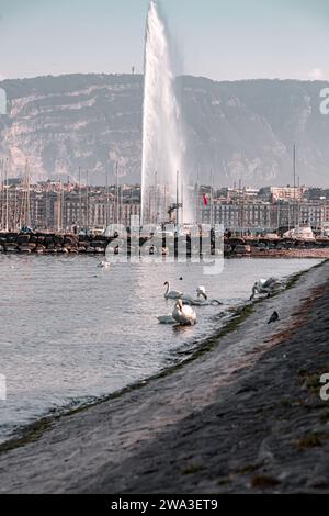 Ginevra - Svizzera - 25 marzo 2022: Vista panoramica di un cigno bianco che nuota nelle acque turchesi del lago di Ginevra nel porto di Ginevra. Foto Stock