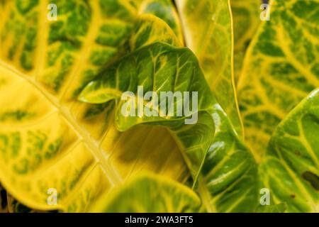 Primo piano con le foglie di croton verdi e gialle Foto Stock