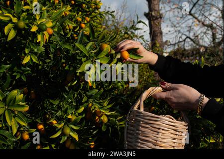 Una donna che raccoglie kumquat da un albero con un cesto. Foto Stock