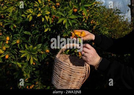 Una donna che raccoglie kumquat da un albero con un cesto. Foto Stock