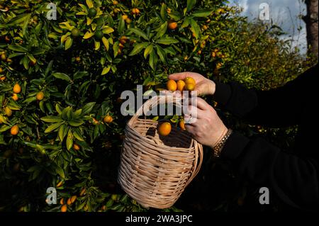 Una donna che raccoglie kumquat da un albero con un cesto. Foto Stock