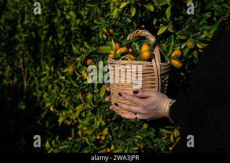 Una donna che tiene un cesto di kumquat. Foto Stock