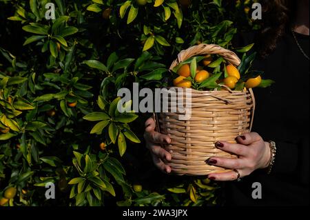 Una donna che tiene un cesto di kumquat. Foto Stock