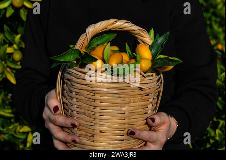 Una donna che tiene un cesto di kumquat. Foto Stock