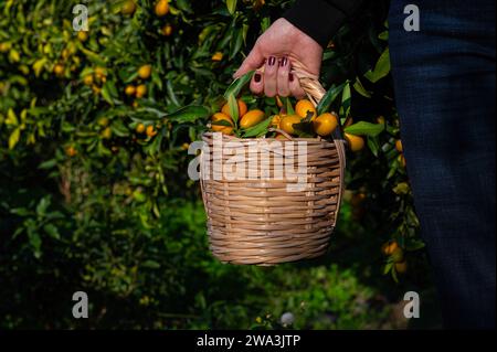 Una donna che tiene un cesto di kumquat. Foto Stock