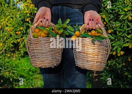 Una donna che tiene due cesti di kumquat. Foto Stock