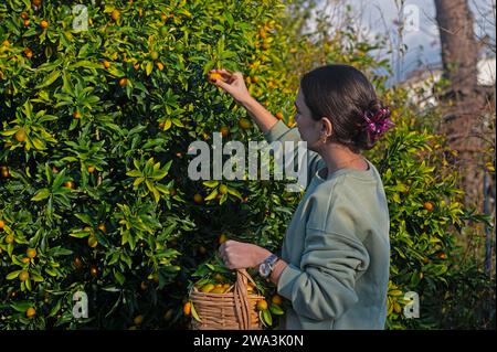 Una giovane ragazza che raccoglie kumquat da un albero con un cesto. Foto Stock