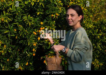 Una giovane ragazza che raccoglie kumquat da un albero con un cesto. Foto Stock