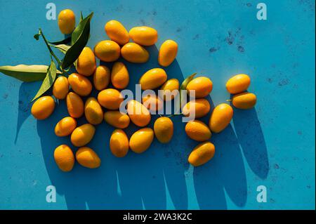 Kumquat freschi raccolti dall'albero su uno sfondo blu. Foto Stock