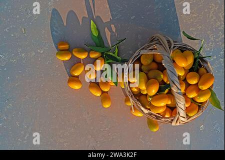 Kumquat freschi dall'albero in un cestino. Foto Stock