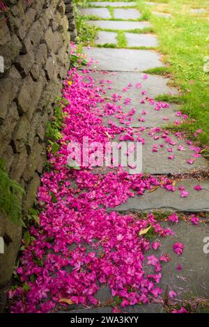 Petali di fiori rossi caduti di Rhododendron trovati vicino a un muro di pietra su un passaggio pedonale in pietra ardesia nella città di Bergen, Norvegia, nel pomeriggio d'estate. Foto Stock