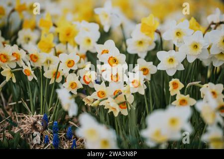 Diversi tipi di fiori di narcisi bianchi e gialli che fioriscono nel parco primaverile Foto Stock
