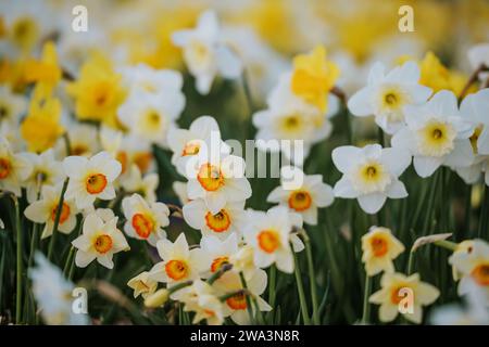 Diversi tipi di fiori di narcisi bianchi e gialli che fioriscono nel parco primaverile Foto Stock