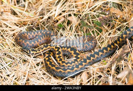 Due vipera selvatica comune europea (Vipera berus), animali bruni, adulti, femmine, sdraiati e coccolati ben mimetizzati tra erba, aghi di pino (Pinus) Foto Stock