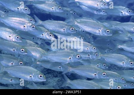 Banchi di pesci, banchi, gruppo di orse artiche (Pagellus acarne), sito di immersione El cabron Marine Reserve, Arinaga, Gran Canaria, Spagna, Oceano Atlantico, UE Foto Stock