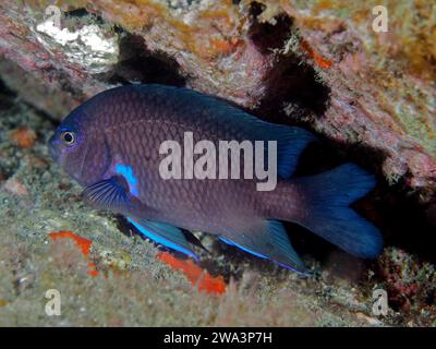 Damigella al neon (Abudefduf luridus), damigella, sito di immersione Los Cancajos, la Palma, Isole Canarie, Spagna, Oceano Atlantico, Europa Foto Stock