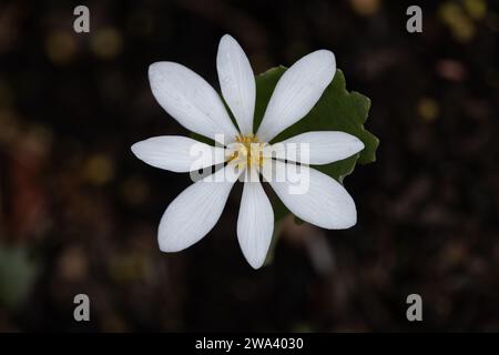 Immagine macro di un fiore (Sanguinaria canadensis). Foto Stock