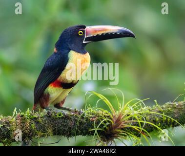 Aracari con colletto (Pteroglossus torquatus) presso la Laguna del Lagarto Lodge, Boca Tapada, San Carlos, Costa Rica Foto Stock