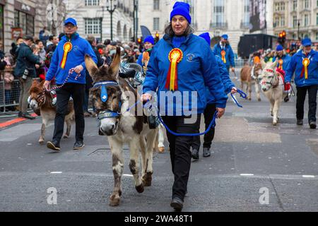 Londra, Regno Unito. 1 gennaio 2024. I membri della Donkey Breed Society partecipano alla London New Year's Day Parade. (Foto di Pietro Recchia/SOPA Images/Sipa USA) credito: SIPA USA/Alamy Live News Foto Stock
