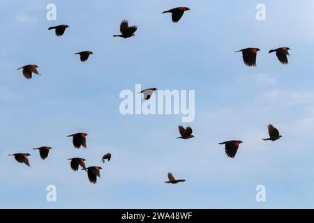 Lo stormo di uccelli neri ad ali rosse (Agelaius phoeniceus) nel cielo blu, Galveston, Texas, USA Foto Stock