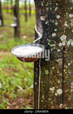 Battere il lattice dall'albero di gomma al recipiente. Foto Stock
