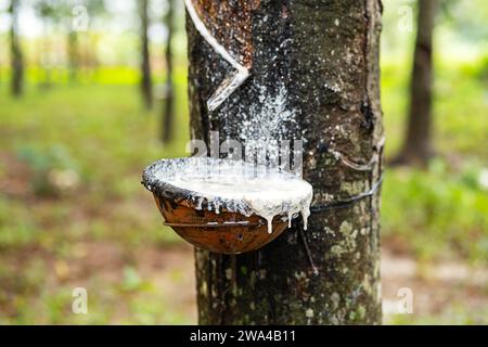 Battere il lattice dall'albero di gomma al recipiente. Foto Stock