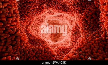 Villi intestinali, microvilli rossi in un tratto intestinale. Primo piano, Microbiologia, anatomia, biologia, scienza, concetti di medicina, medicina e sanità, Foto Stock