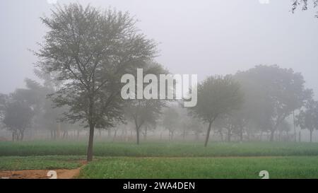 Foggy Winter Morning, campo agricolo nascosto nella fitta nebbia. Dettaglio di un'azienda agricola al mattino con nebbia sullo sfondo Foto Stock