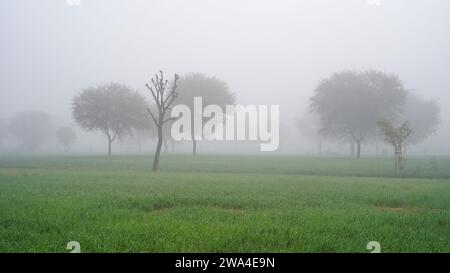 Vista mattutina del campo di grano rurale dell'india in inverno, Hoarfrost che copre le piante e gli alberi di grano. Foto Stock